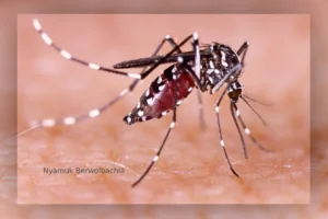 nyamuk berwolbachia