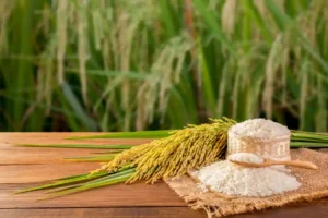 beras oplosan vs blending