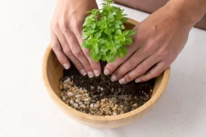 Memilih Media Tanam Untuk Bibit