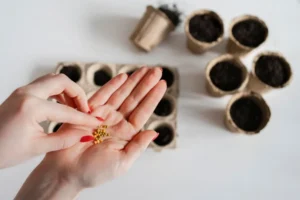 Memilih Bibit Tanaman