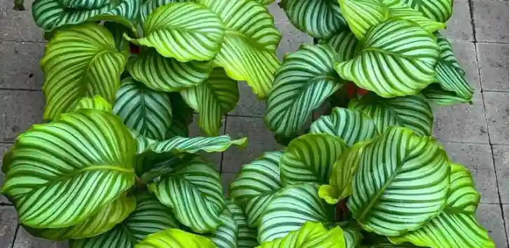 Calathea Orbifolia