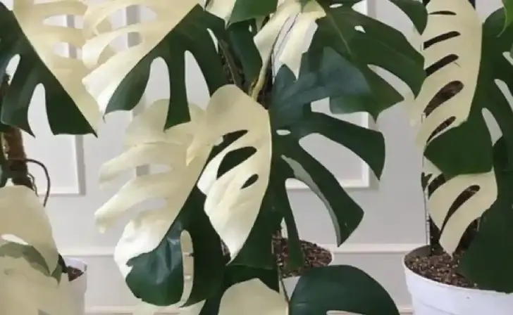 Monstera Variegata
