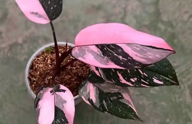 Philodendron Pink Princess