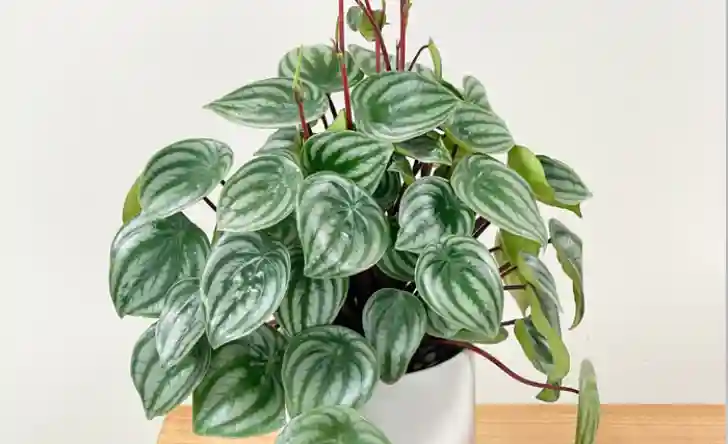 tanaman hias peperomia